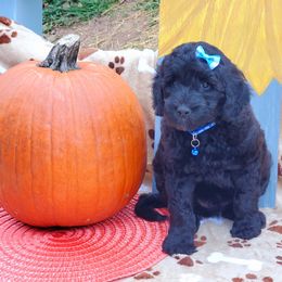 Boy 1 - Labradoodle puppy in Statesville, North Carolina from Labradoodles of the Foothills