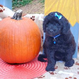 Boy 1 - Labradoodle puppy in Statesville, North Carolina from Labradoodles of the Foothills