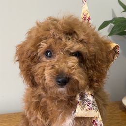 Joy - Red  Goldendoodle puppy in Bountiful, Utah from Stitching Doodles