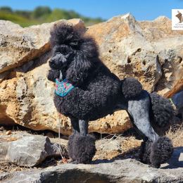 A-ha - Poodle