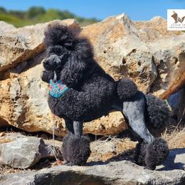 A-ha - Poodle