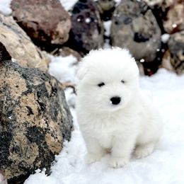 Samoyed Puppies from Sugar Sweet Samoyeds