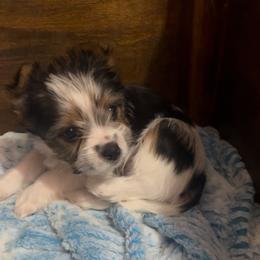 Alex - Parti male Yorkshire Terrier puppy in Cheektowaga, New York from Renee’s Pawfectly Pampered Yorkies