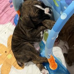 Boxer Puppies from Reynolds Homestead Boxers