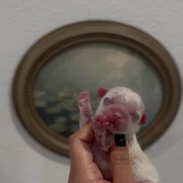Iridescent Pear - White male Shih Tzu puppy in Cedar Hill, Texas from Puppy Paper House