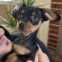 Miniature Pinscher All Grown Up from LA MINI PINS