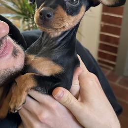 Miniature Pinscher All Grown Up from LA MINI PINS