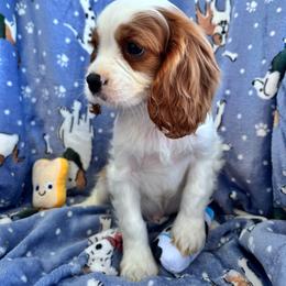 Boy 1 - Blenheim male Cavalier King Charles Spaniel puppy in Avalon Beach, Florida from Cavaliers of Avalon