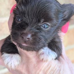 Tyson - Liver male Yorkshire Terrier puppy in Gaylesville, Alabama from Sweet Alabama Yorkies