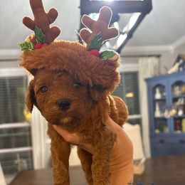 Green collar - Red  male Goldendoodle puppy in Trenton, Tennessee from Pickard’s country Golden doodles