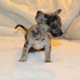 Charlie - Blue merle male Chihuahua puppy in Willamina, Oregon from Cherished Chihuahuas