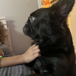 Dallas - French Bulldog
