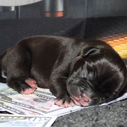 Brioche - Black tri-color female American Bully puppy in Orlinda, Tennessee from SimplyBullies