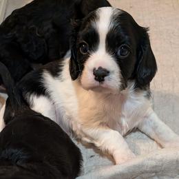 Shep - Black and white male Cavalier King Charles Spaniel puppy in Stilwell, Oklahoma from Love Bug Cavaliers
