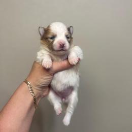 Amora - Chocolate merle female Pomeranian puppy in Phoenix, Arizona from Luxpomz