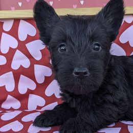 Scottish Terriers from Melissa's Scotties