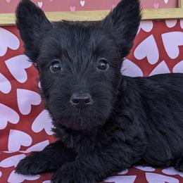 Scottish Terriers from Melissa's Scotties