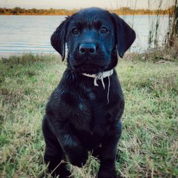Skeletor - Grey Collar - Black male Labrador Retriever puppy in Cocoa, Florida from Harrison's Lakeside Labradors LLC