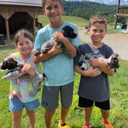 Wirehaired Pointing Griffon Puppies from Leaping Dog Griffons