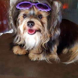 Chiffon - Biewer Terrier