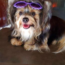 Chiffon - Biewer Terrier