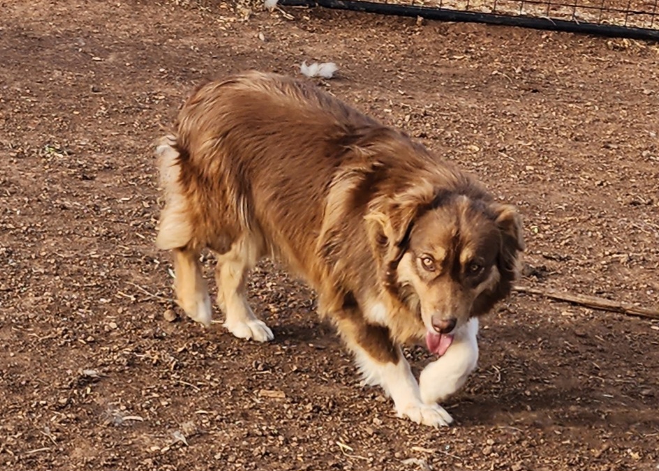 Pigeon - Australian Shepherd