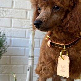 Luci - Poodle