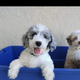 Aussiedoodle Puppies from S & L Oodles of Doodles