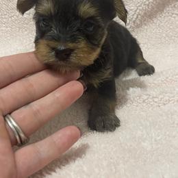 Yorkshire Terrier Puppies from Southern Sweetheart Kennels