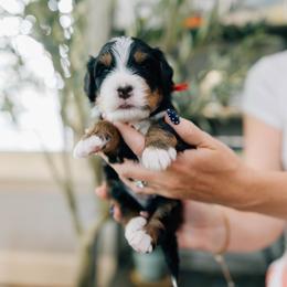 Joey - Tri-color male Bernedoodle puppy in Murray, Utah from Sun Valley Doodles