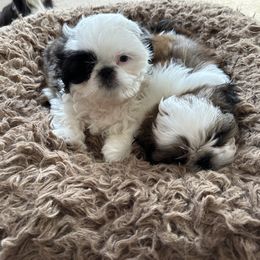 Shih Tzu Puppies from Seaside Shih Tzu