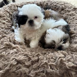 Shih Tzu Puppies from Seaside Shih Tzu