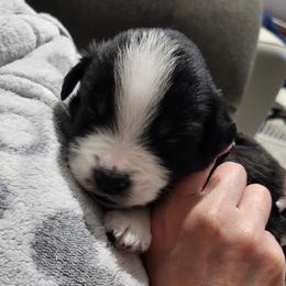 Miniature American Shepherd Puppies from Aussie Mama Sage