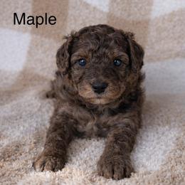Maple - Blue merle female Bernedoodle puppy in Gilbert, Arizona from LittleLegacyDoodles