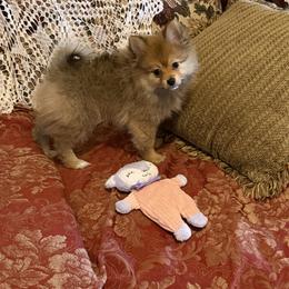 Pomeranian Puppies from Frank Sidders