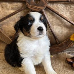 Atlas ONE BLUE EYE - Black tri male Miniature American Shepherd puppy in Cowlitz County, Washington from Pleasant Woods Miniature American Shepherds