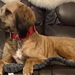 Barley - Saint Berdoodle