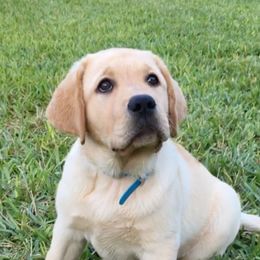 Labrador Retriever Puppies from Flashylabs