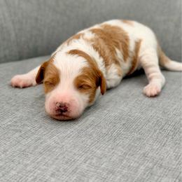 Hendrix - Parti male Goldendoodle puppy in Queen Creek, Arizona from Goldendoodle AZ