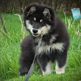 Nyx - Black and white female Alaskan Malamute puppy in Michigan from Warrior’s Legacy Alaskan Malamutes