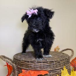 Tater Tot - Black female Goldendoodle puppy in Woodburn, Indiana from Lengachers Cuddly Doods