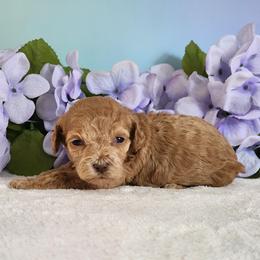 Reba - Red female Cockapoo puppy in Louisburg, North Carolina from Raven Oak's Mini Cockapoos and Mini Dachshunds