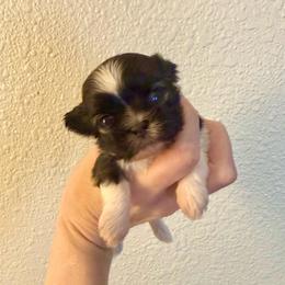 Oreo - Black gold and white female Shih Tzu puppy in Stroud, Oklahoma from Laik’s Little Shihtz & Poms