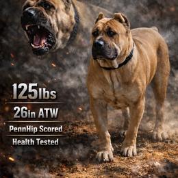 Lagertha - Perro de Presa Canario