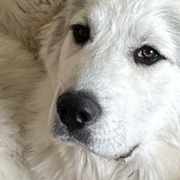 Maximilian - White Great Pyrenees puppy in Wilder, Idaho from Owyhee Mountains Great Pyrenees