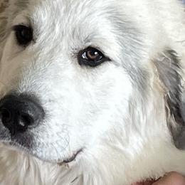 Maximilian - White Great Pyrenees puppy in Wilder, Idaho from Owyhee Mountains Great Pyrenees