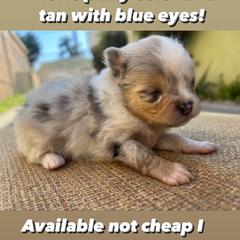 Pomeranian Puppies from My heavenly poms