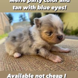 Pomeranian Puppies from My heavenly poms