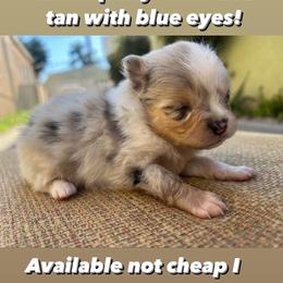 Pomeranian Puppies from My heavenly poms
