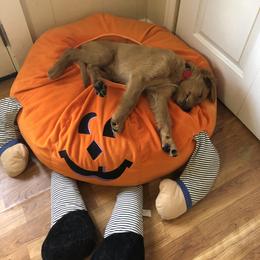 Golden Retriever Puppies from Golden Girls Furever Friends